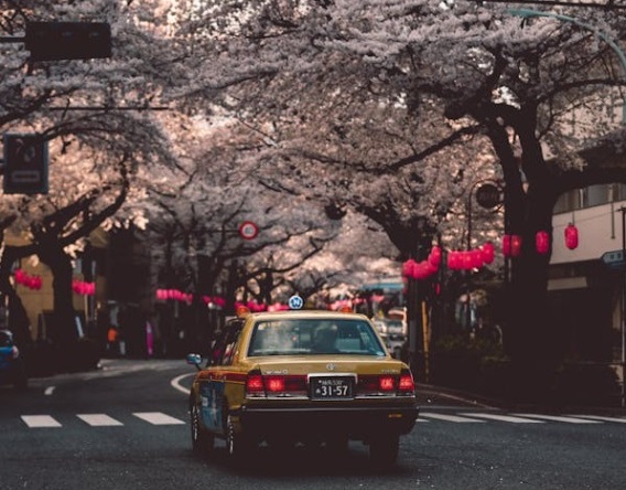 car is driving down street canopied by flowery trees